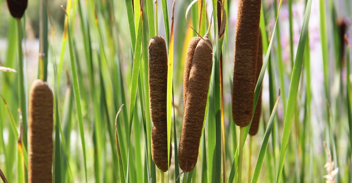 Cattail shoots